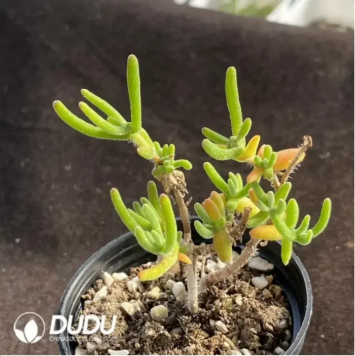 Dicrocaulon Soft Candy Branches - Image 2