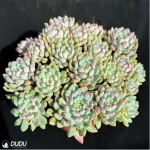 Sedum Blue Elf Clustering - Image 2