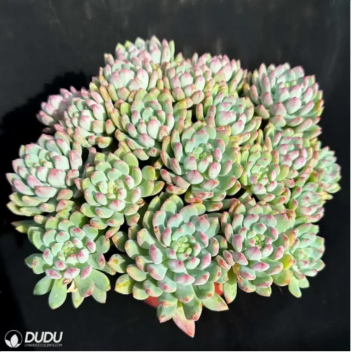 Sedum Blue Elf Clustering - Image 2