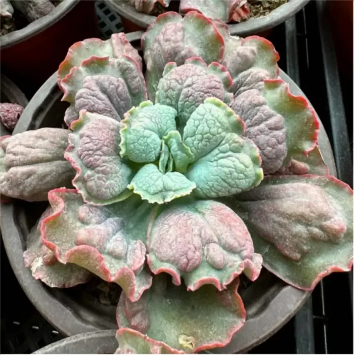 Echeveria Linguas - Image 2