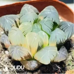 Haworthia Earth Spring Variegated - Image 2