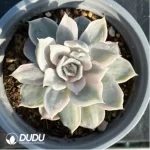 Echeveria lilacina Kimnach & Moran Variegated - Image 2