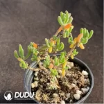 Dicrocaulon Flame - Image 2