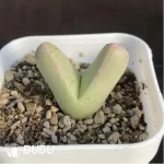 Conophytum-herreanthus ssp.rex - Image 2