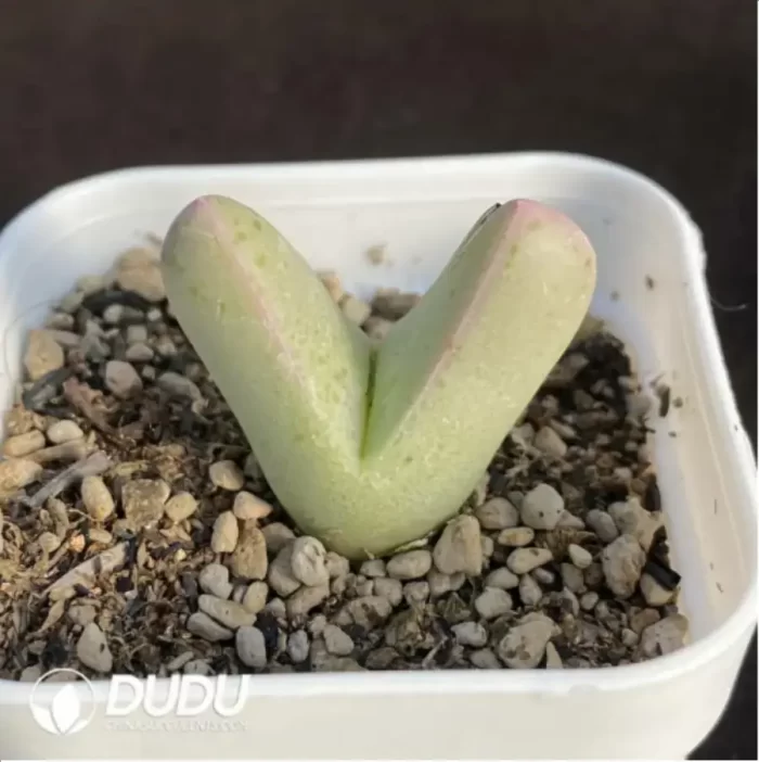 Conophytum-herreanthus ssp.rex - Image 2