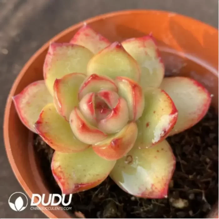 Echeveria  'Puli-lindsayana' - Image 2
