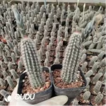 Cactus-Echinopsis mirabilis - Image 2