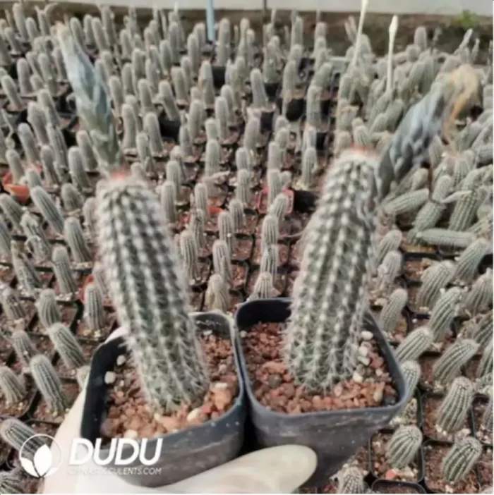 Cactus-Echinopsis mirabilis - Image 2