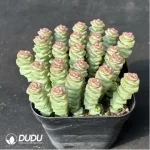 $3.1*6Pcs Crassula Jade Necklace(Scattered Clustering) - Image 2