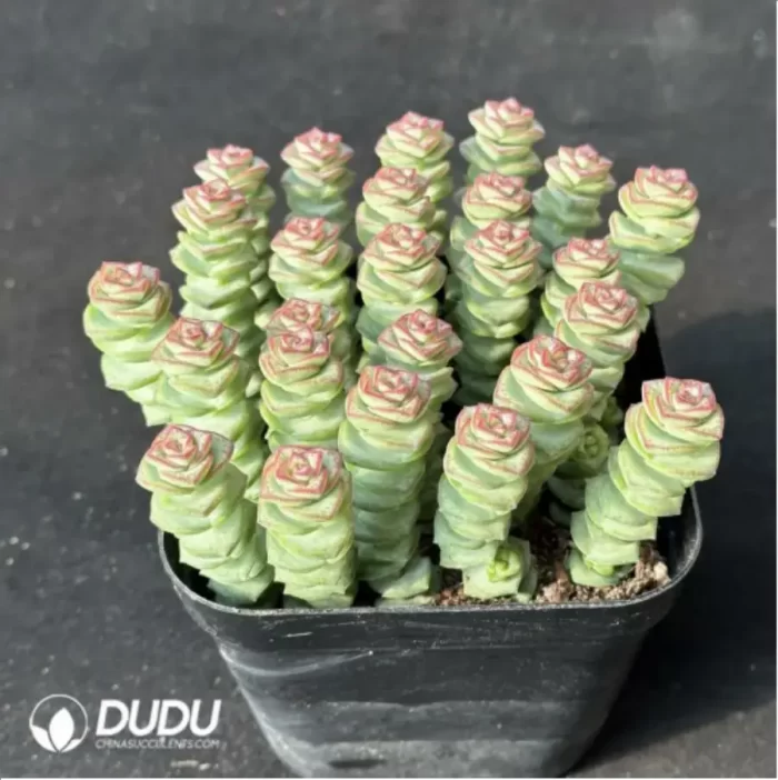 $3.1*6Pcs Crassula Jade Necklace(Scattered Clustering) - Image 2