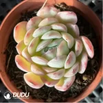 Echeveria  pulidonis - Image 2