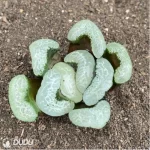 Haworthia Floating algae - Image 2