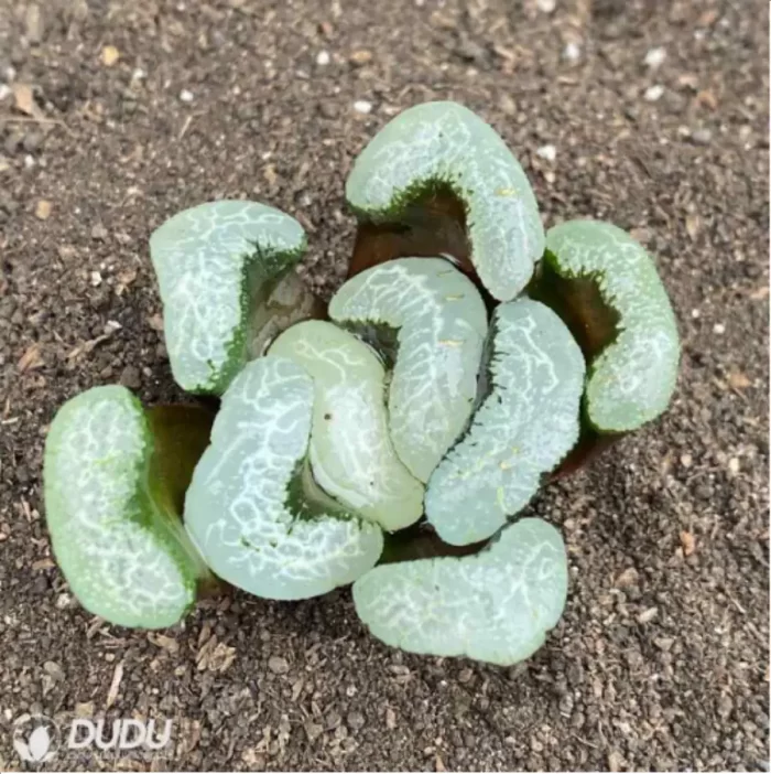 Haworthia Floating algae - Image 2