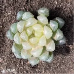 Haworthia Amber - Image 2
