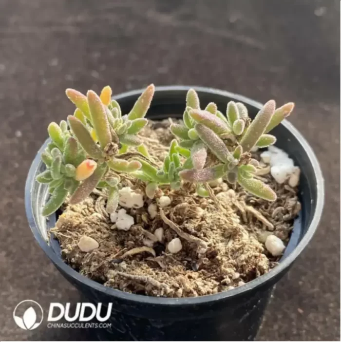 Crassula Dicrocaulon Conjuncta - Image 2