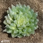 Haworthia Black Bear Diana - Image 2