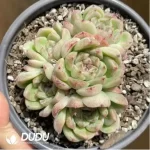 Echeveria Deep Forest Clustering - Image 2