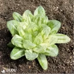 Haworthia Red House - Image 2