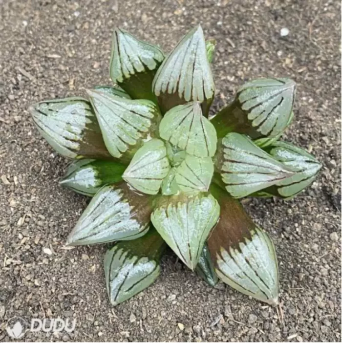 Haworthia magnifica v.atrofusca - Image 2