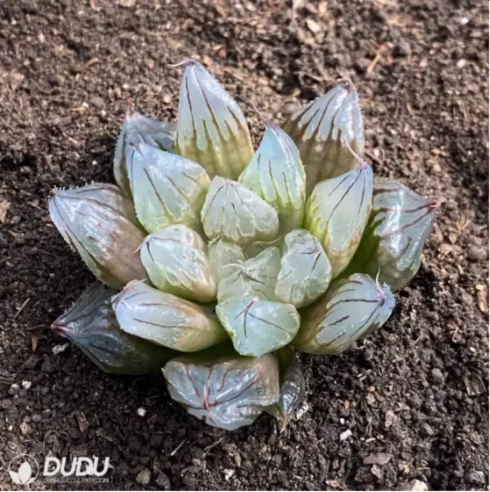 Haworthia West Asia Tsuen - Image 2
