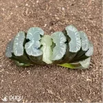 Haworthia Oniwa Inazuma - Image 2