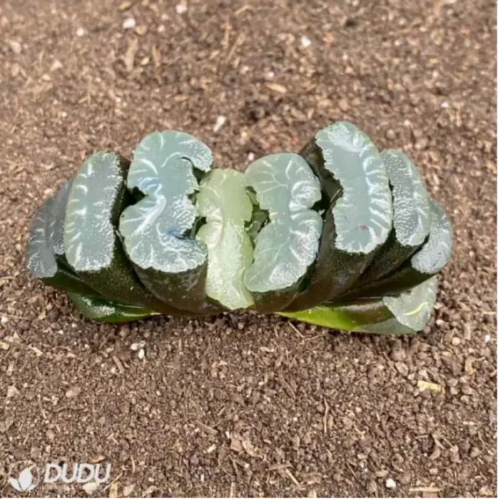 Haworthia Oniwa Inazuma - Image 2