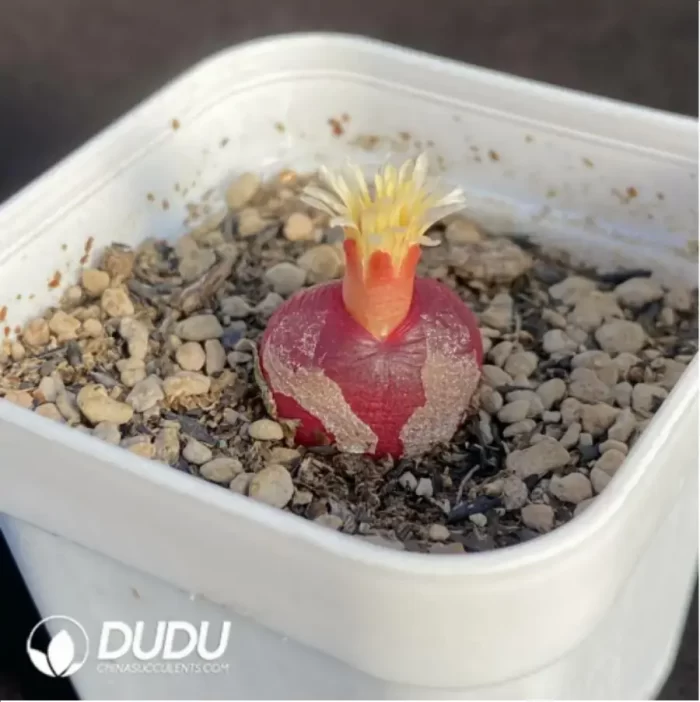 Conophytum Hedinghong Cut cake - Image 2