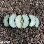 Haworthia Kwai Di - Image 2