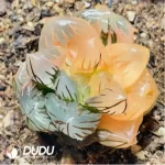 Haworthia Moon In The Water Variegated - Image 2