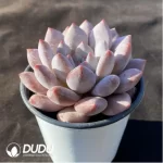 Echeveria Pinellia ternata - Image 2