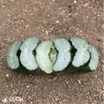 Haworthia anemone - Image 2