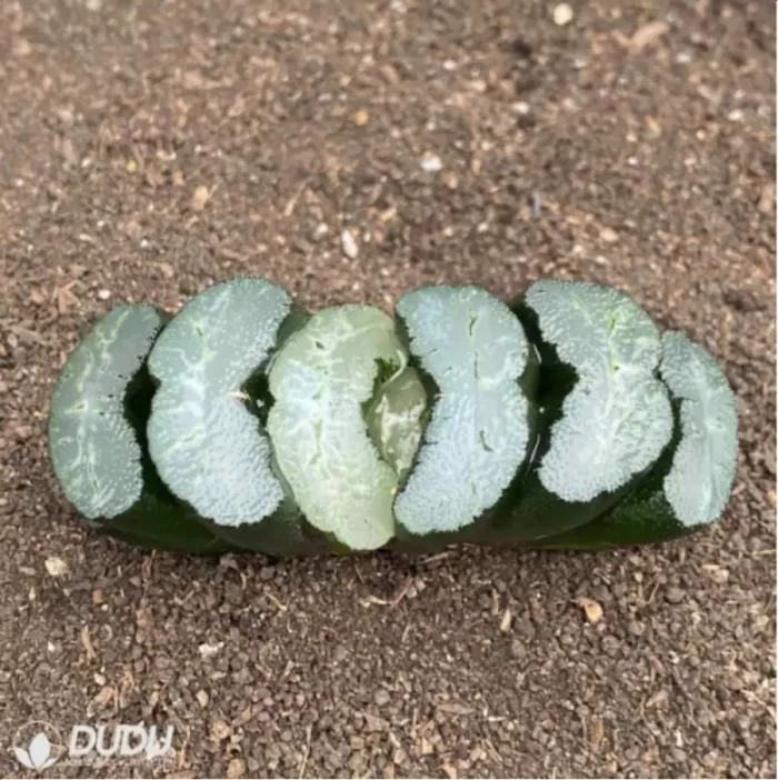 Haworthia anemone - Image 2