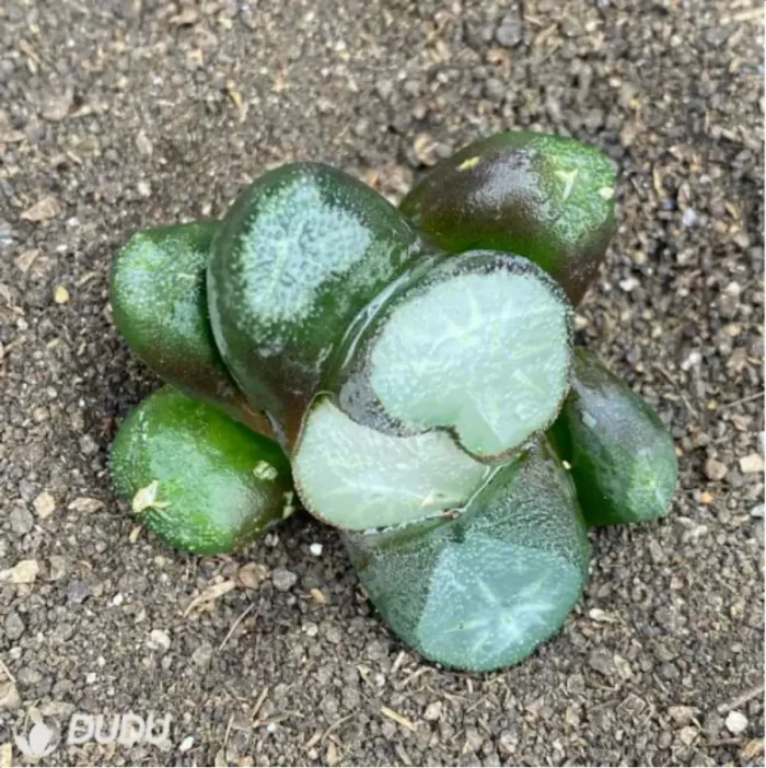 Haworthia Peerless - Image 2