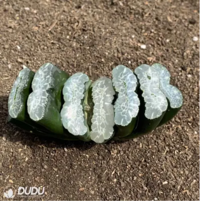 Haworthia fundamental - Image 2