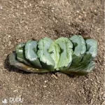 Haworthia Madama Butterfly - Image 2