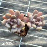 PachyphytumBeauty finger 
Double Head - Image 2