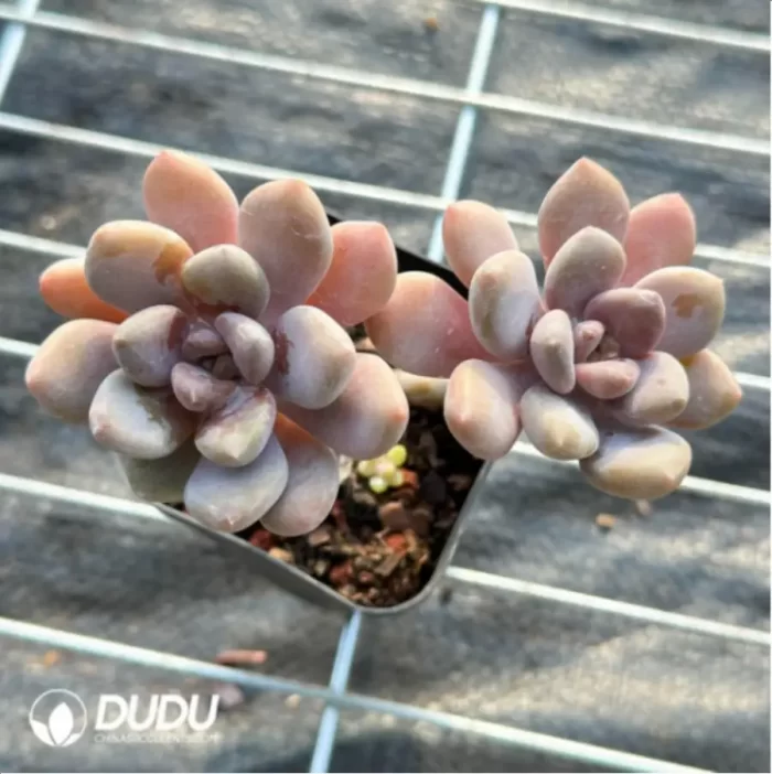 PachyphytumBeauty finger 
Double Head - Image 2