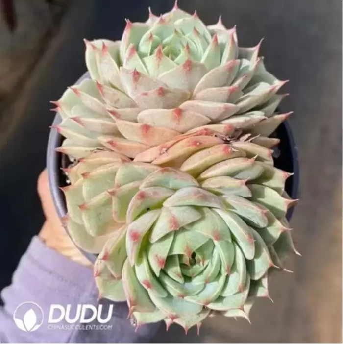 Echeveria Bumba Double Headed - Image 2