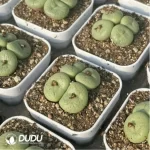 Conophytum-pancake
4 heads - Image 2