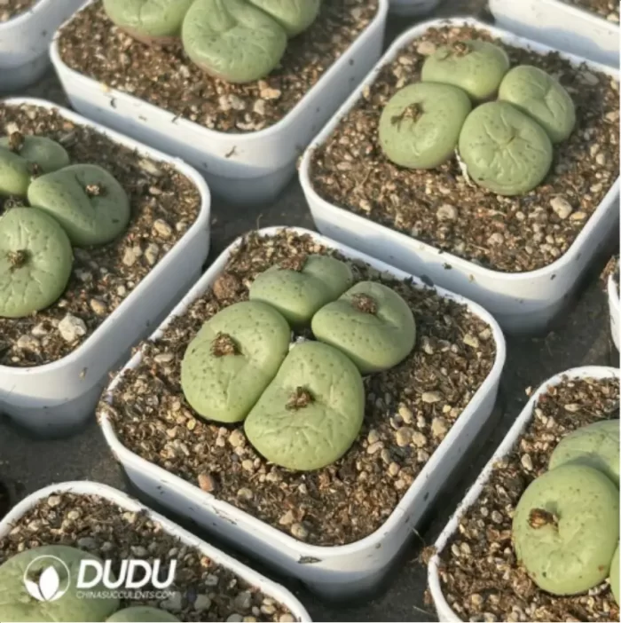 Conophytum-pancake
4 heads - Image 2