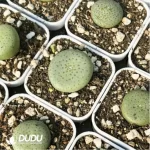 Conophytum-
Sesame cake - Image 2