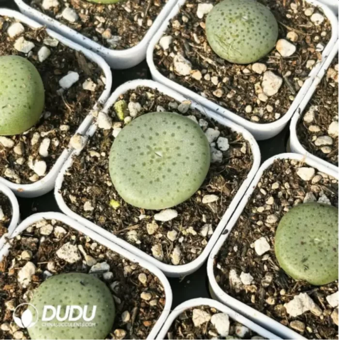 Conophytum-
Sesame cake - Image 2