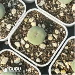 Conophytum-Sub mouth - Image 2