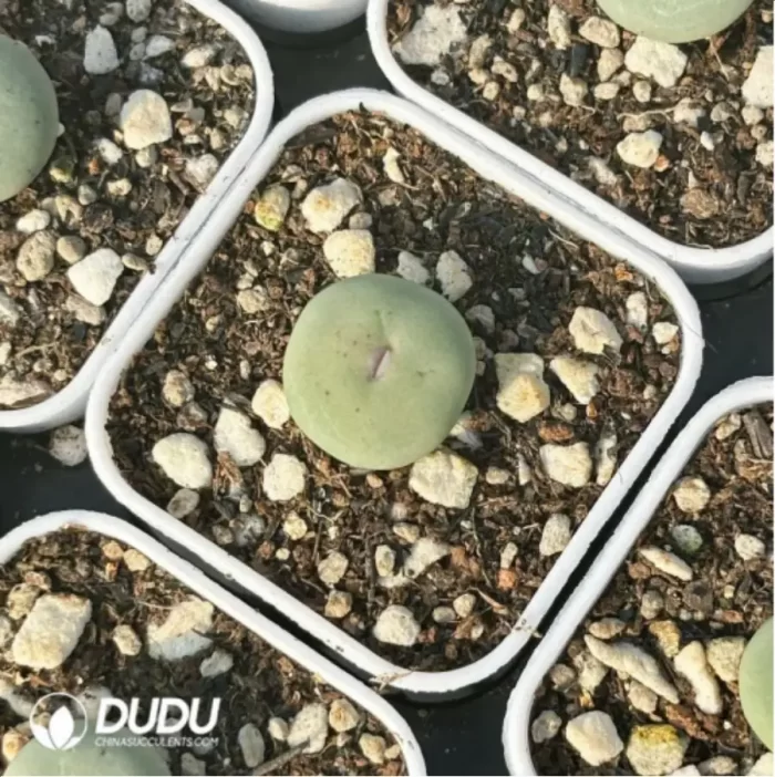 Conophytum-Sub mouth - Image 2