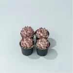 Echeveria Wildfire - Image 2