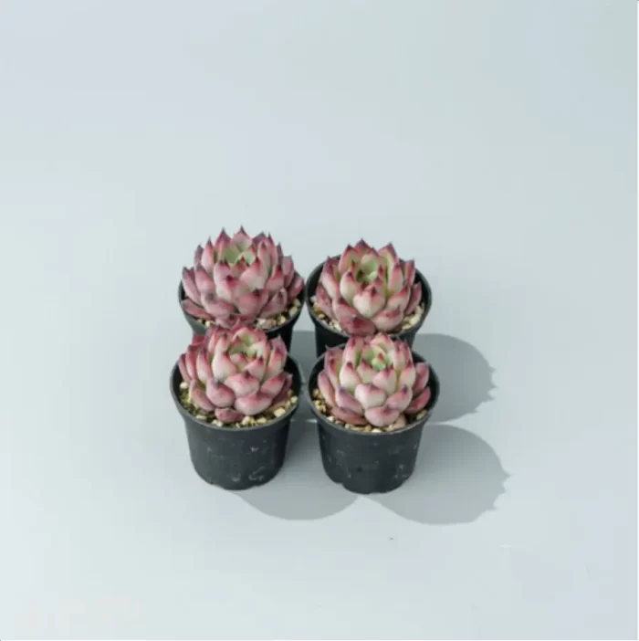 Echeveria Wildfire - Image 2