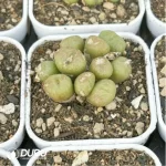Conophytum-ectypum - Image 2