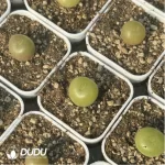 Conophytum-concavum - Image 2