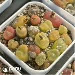 Conophytum-peento
Cut cake - Image 2