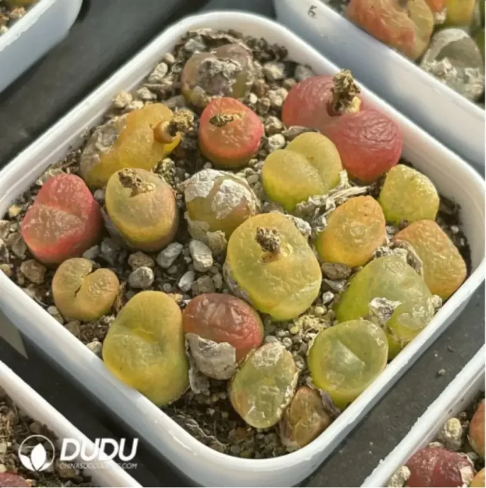 Conophytum-peento
Cut cake - Image 2